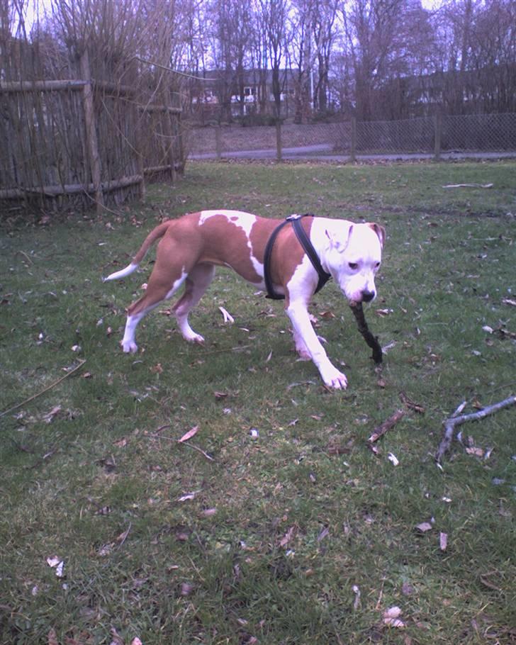 Amerikansk staffordshire terrier Kila billede 16