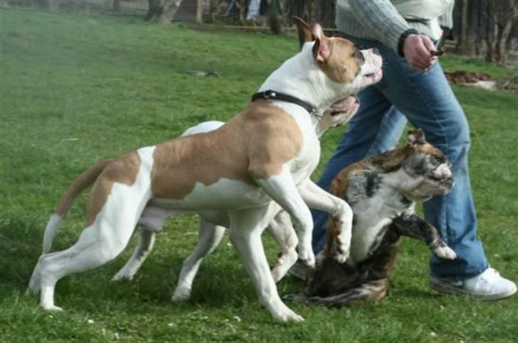 Amerikansk bulldog Chico *Sov godt min dreng billede 4