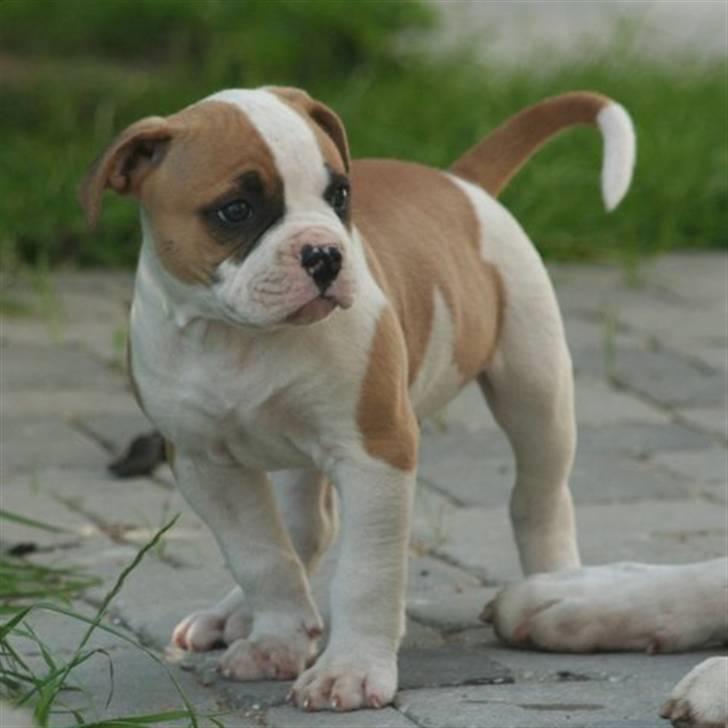 Amerikansk bulldog Chico *Sov godt min dreng billede 5