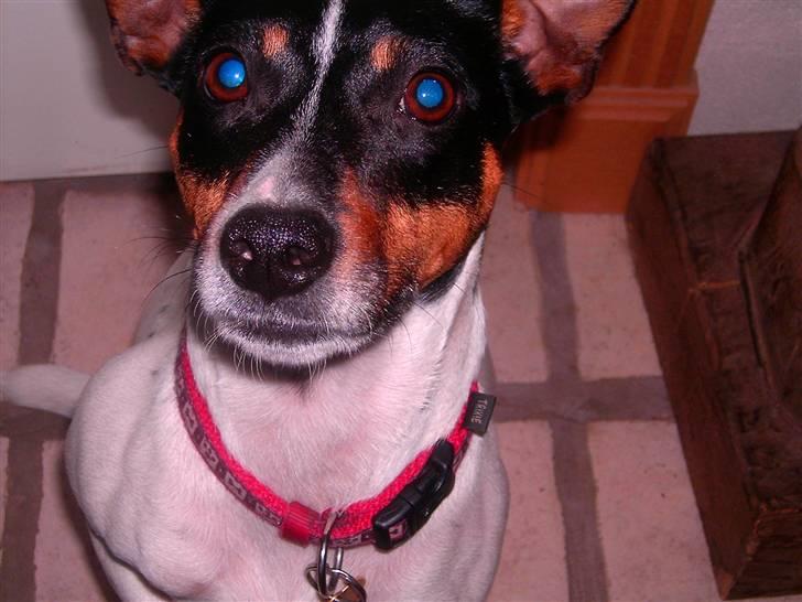 Dansk svensk gaardhund Trille billede 5