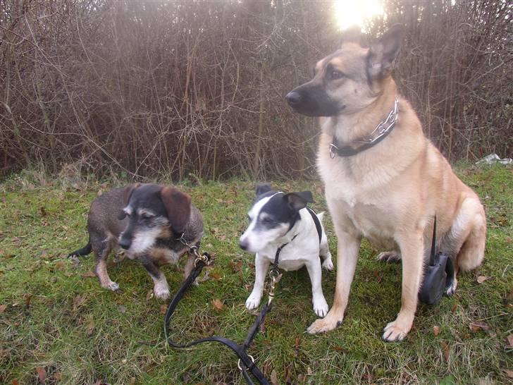 Blanding af racer Græsk gadehund, Ronja billede 18