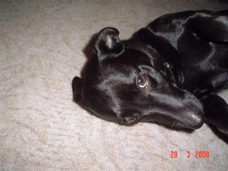 Blanding af racer Bella billede 1