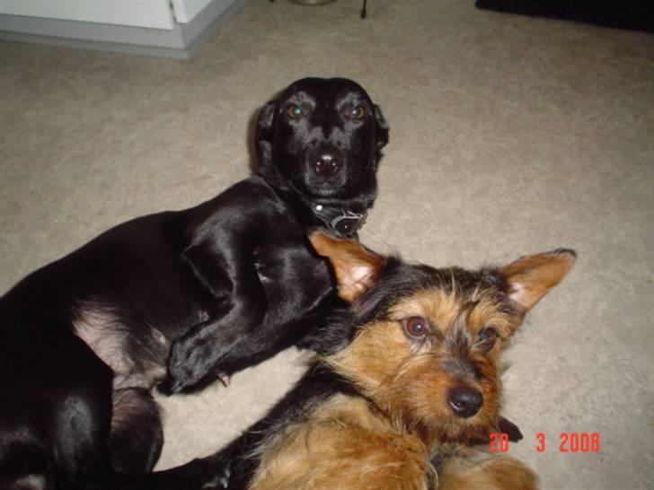 Blanding af racer Bella billede 2