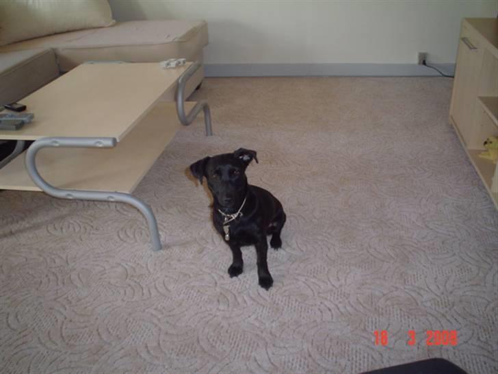 Blanding af racer Bella billede 3