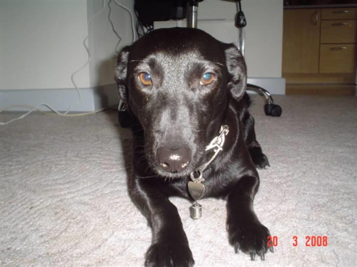 Blanding af racer Bella billede 4