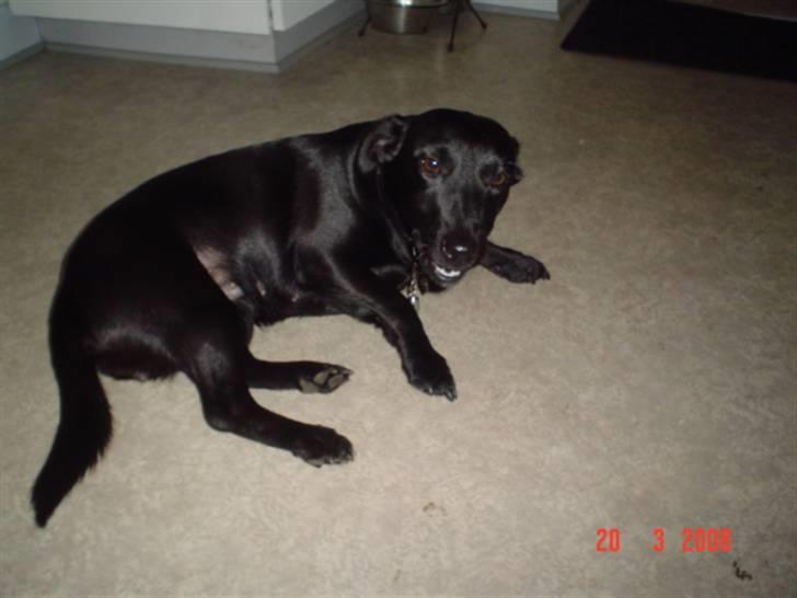 Blanding af racer Bella billede 5