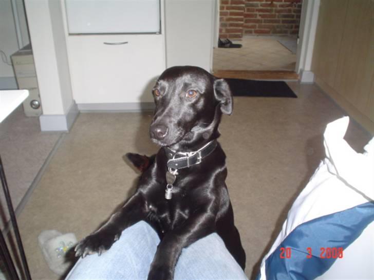 Blanding af racer Bella billede 6