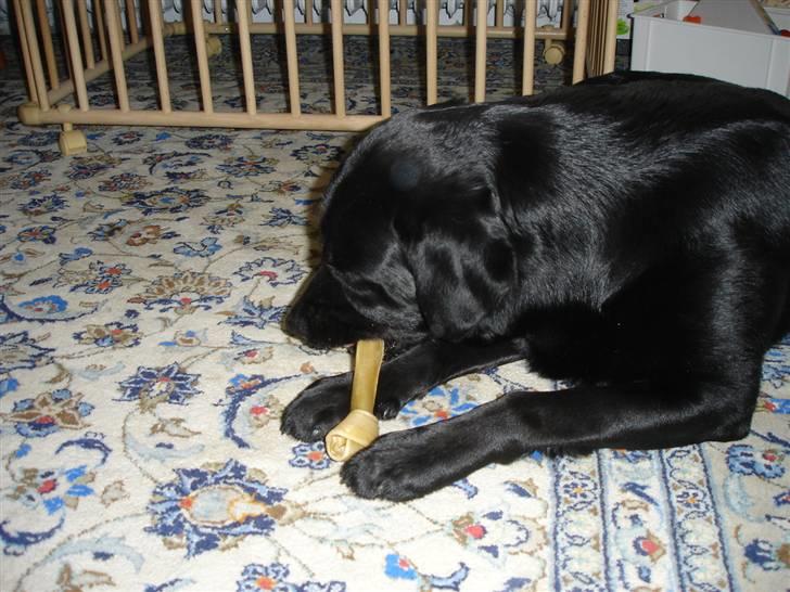 Labrador retriever Kenzo billede 3