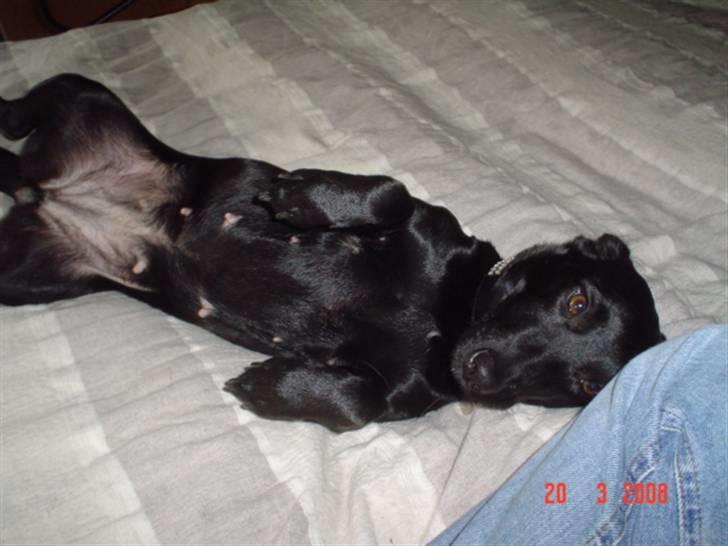 Blanding af racer Bella billede 7