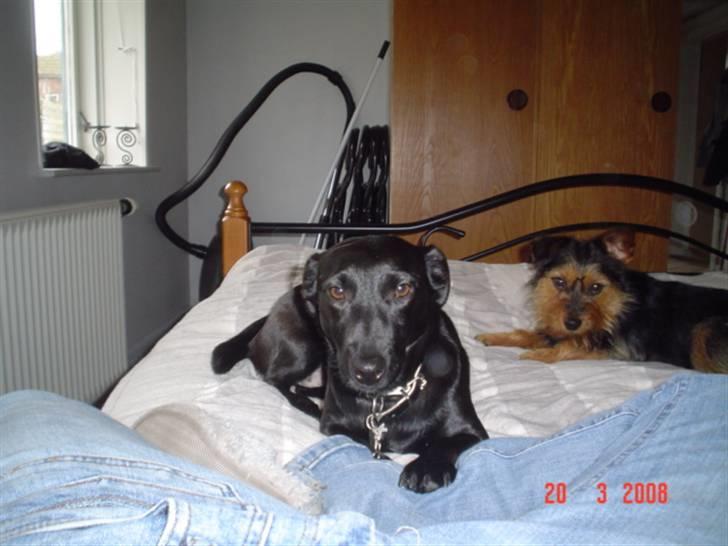 Blanding af racer Bella billede 8