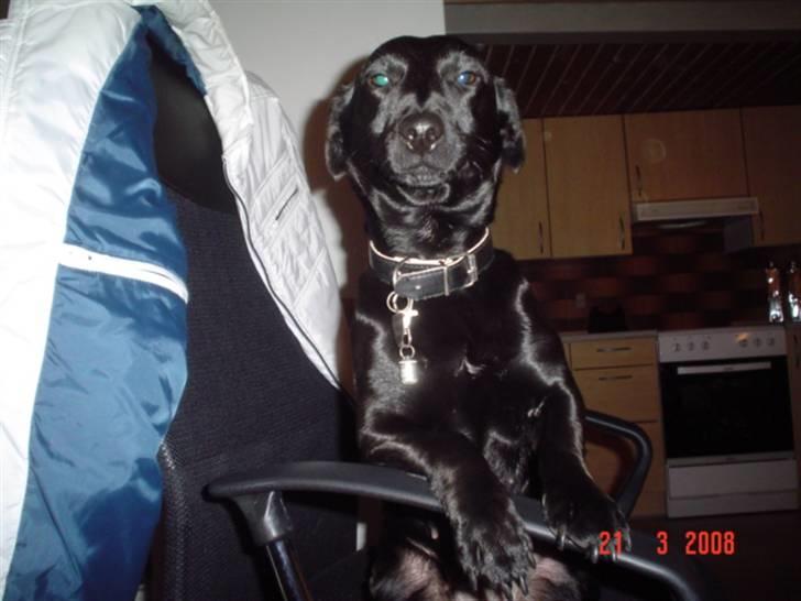 Blanding af racer Bella billede 9