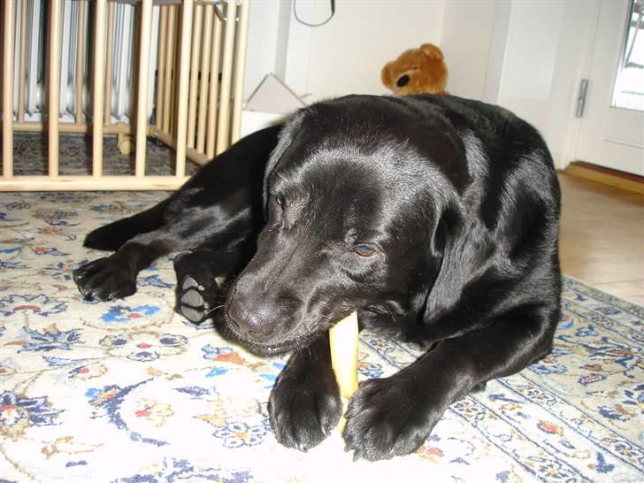 Labrador retriever Kenzo billede 4