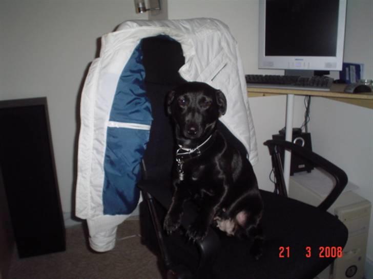 Blanding af racer Bella billede 10