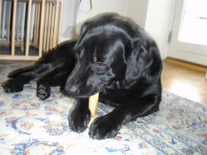 Labrador retriever Kenzo billede 5