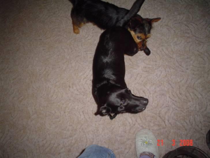 Blanding af racer Bella billede 11