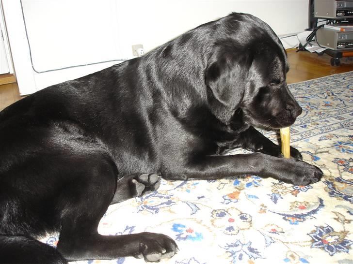 Labrador retriever Kenzo billede 6