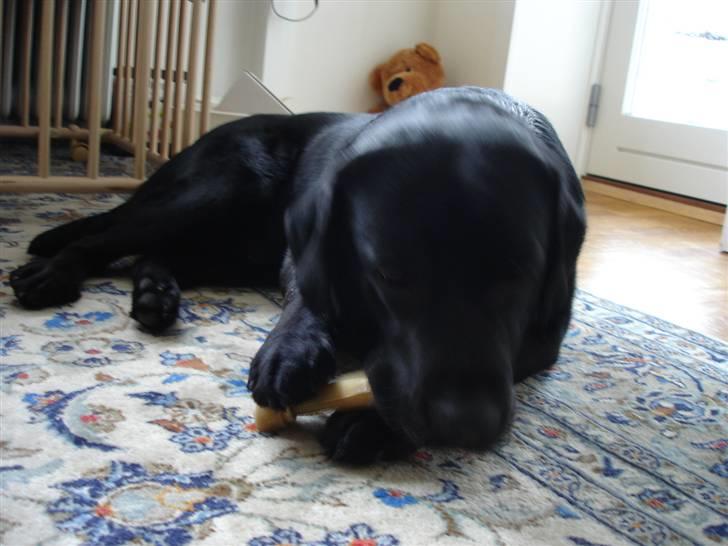 Labrador retriever Kenzo billede 7