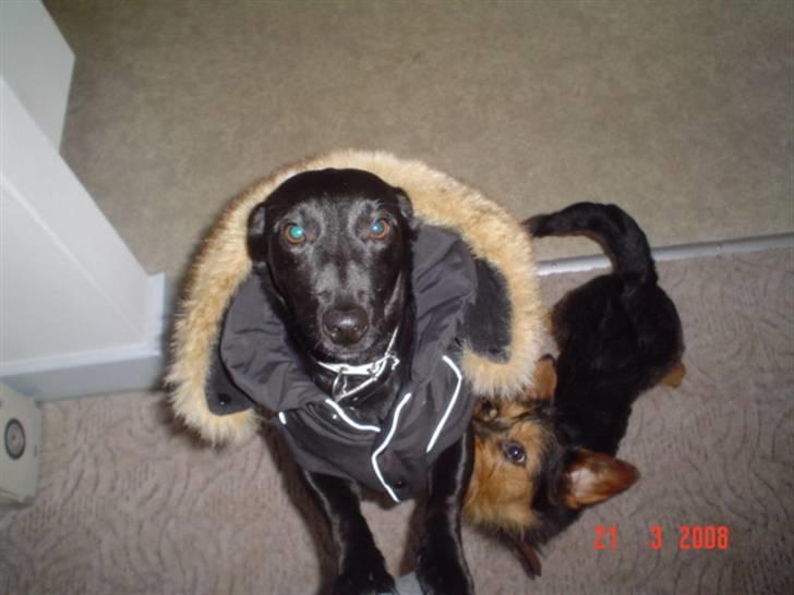 Blanding af racer Bella billede 12