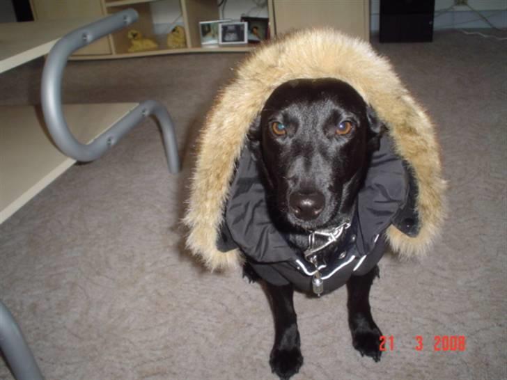 Blanding af racer Bella billede 13