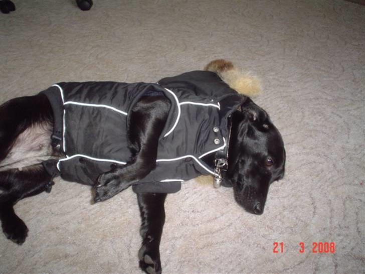 Blanding af racer Bella billede 14