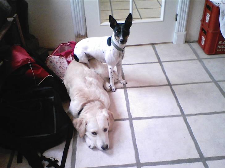 Dansk svensk gaardhund Trille billede 6