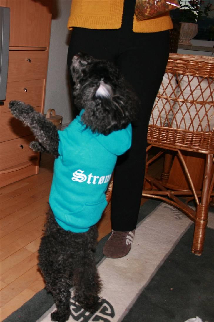 Toypuddel Sindy - Se min nye trøje. billede 19