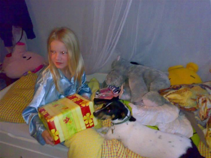 Dansk svensk gaardhund Trille billede 7