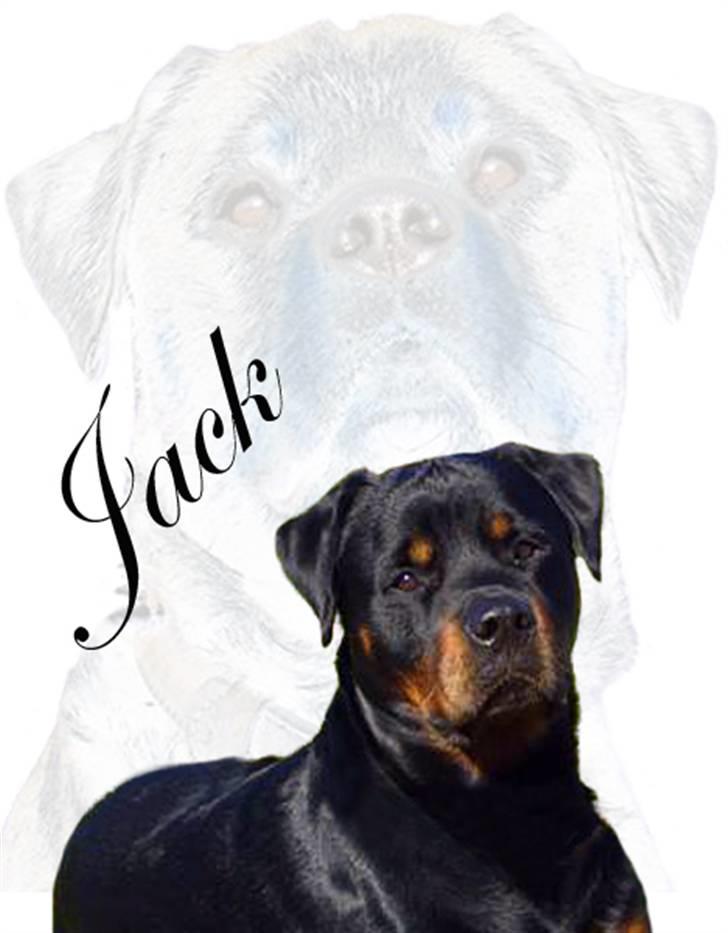 Rottweiler jack billede 19