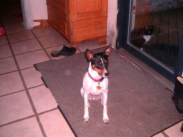 Dansk svensk gaardhund Trille billede 8