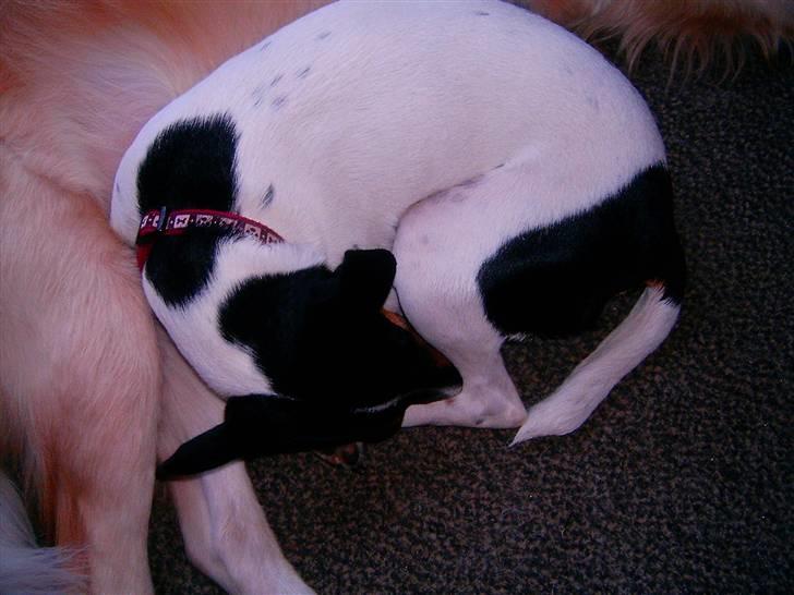 Dansk svensk gaardhund Trille billede 9