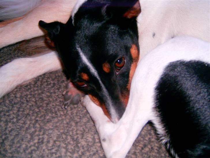 Dansk svensk gaardhund Trille billede 10