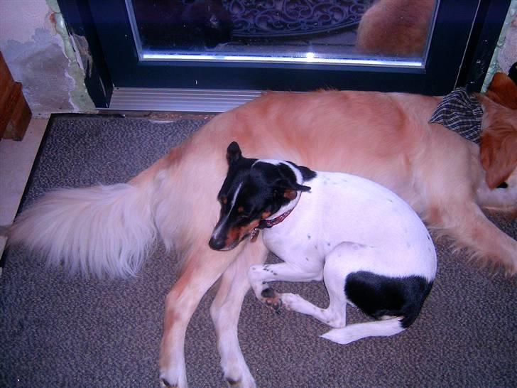 Dansk svensk gaardhund Trille billede 11