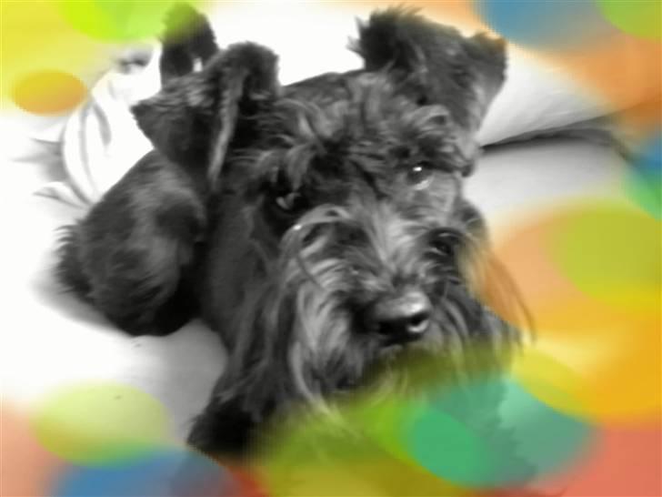 Dvaergschnauzer Albert  billede 9