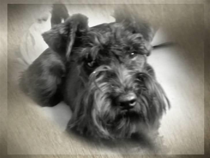 Dvaergschnauzer Albert  billede 10