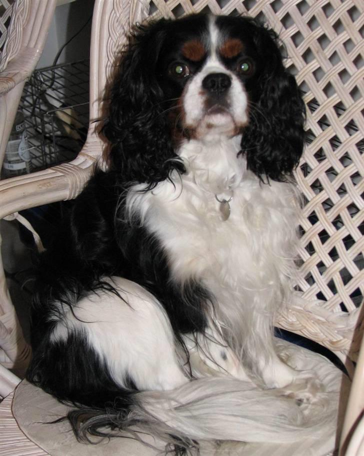 Cavalier king charles spaniel Birkedal´S Rolle (Bif) billede 1