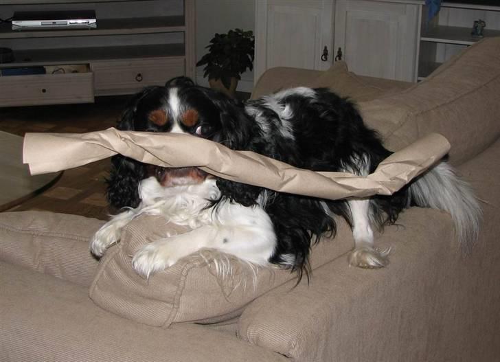 Cavalier king charles spaniel Birkedal´S Rolle (Bif) billede 2