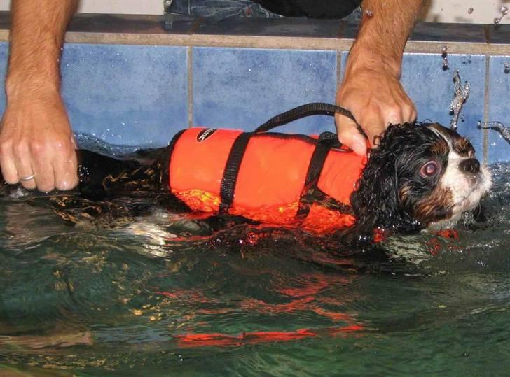 Cavalier king charles spaniel Birkedal´S Rolle (Bif) billede 3