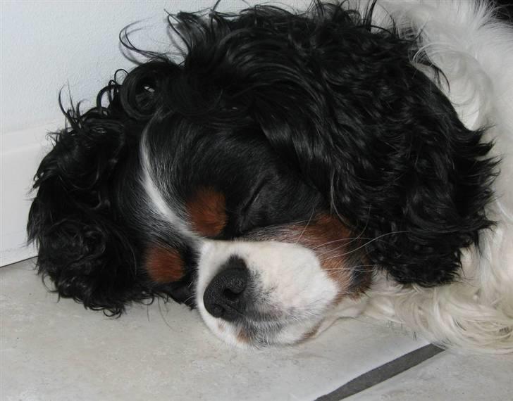 Cavalier king charles spaniel Birkedal´S Rolle (Bif) billede 4