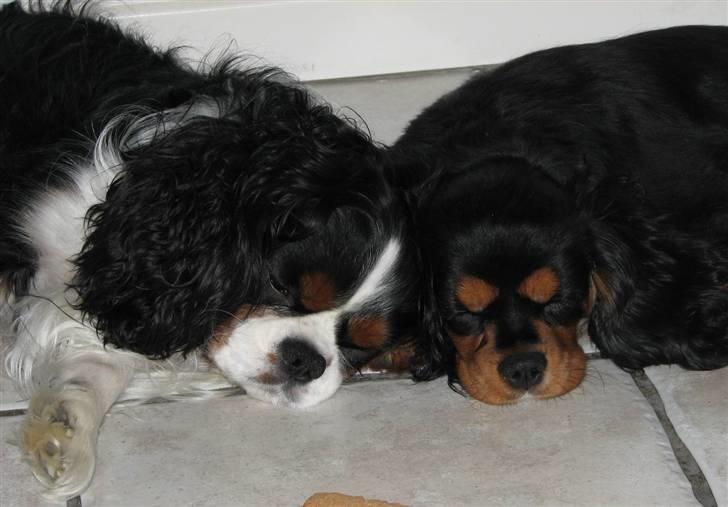 Cavalier king charles spaniel Birkedal´S Rolle (Bif) billede 5