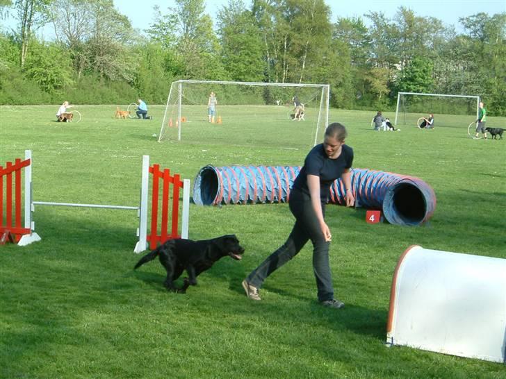 Labrador retriever Tøzen - Agility d. 8. maj 08: Hu hej hvor det går :-) billede 19