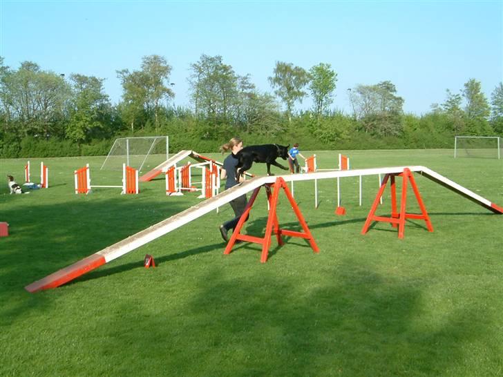 Labrador retriever Tøzen - Agility d. 8. maj 08: Balancen går også strygende nu :-) billede 20