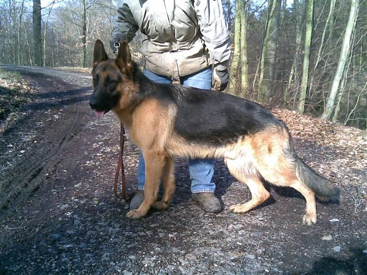 Schæferhund Glenn's Bosco - Bosco på skovtur 16/3-08 billede 16