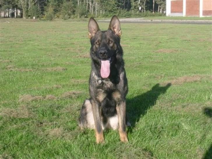 Schæferhund Cato - Simpelthen verdens bedste hund.. billede 1