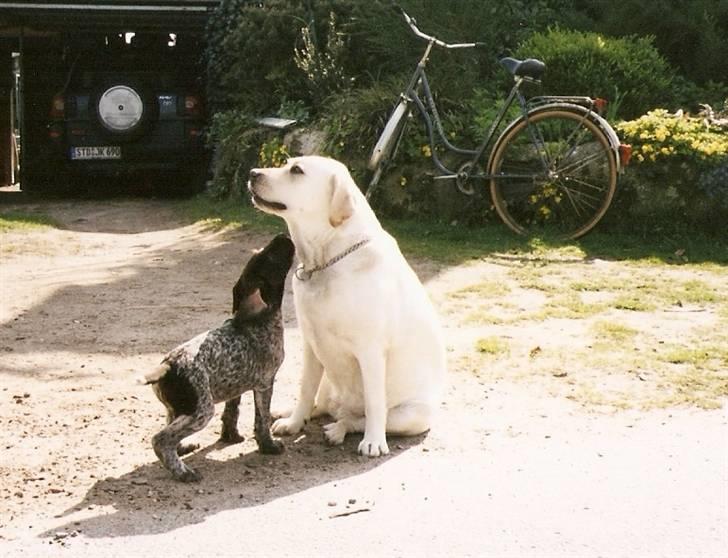 Ruhåret hønsehund Laika - Bella henter Laika i Tyskland ! billede 11