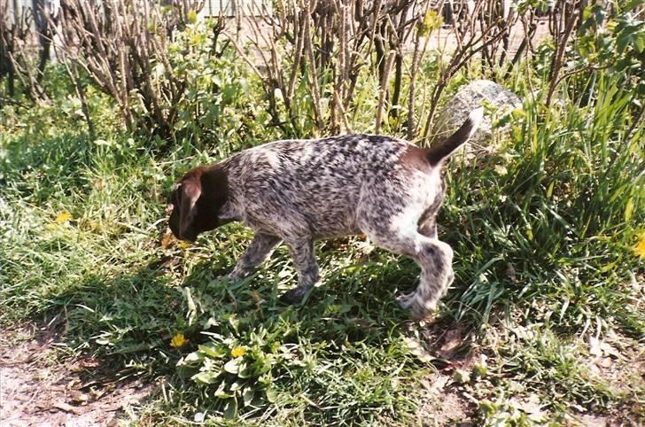 Ruhåret hønsehund Laika - Laika, - på jagt efter mælkebøtter ! ;D billede 12