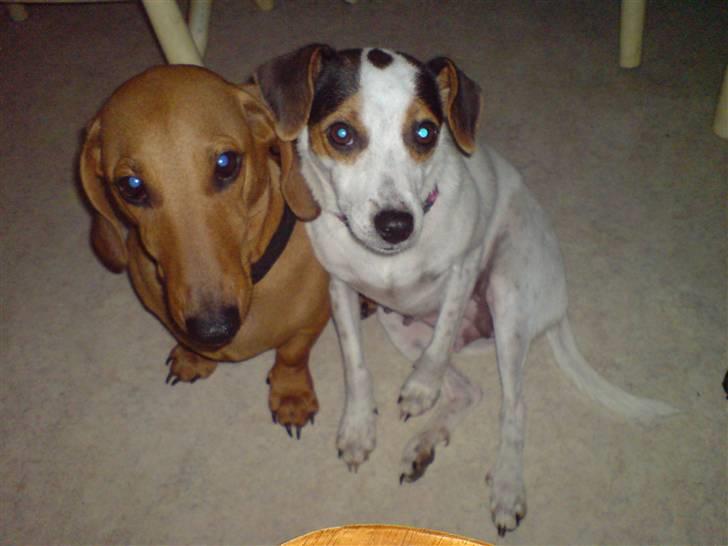 Gravhund Anni  billede 3