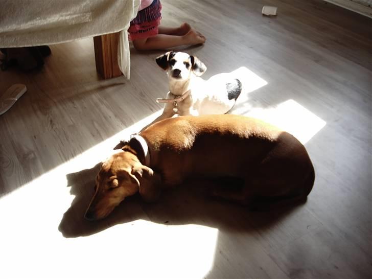 Gravhund Anni  billede 4