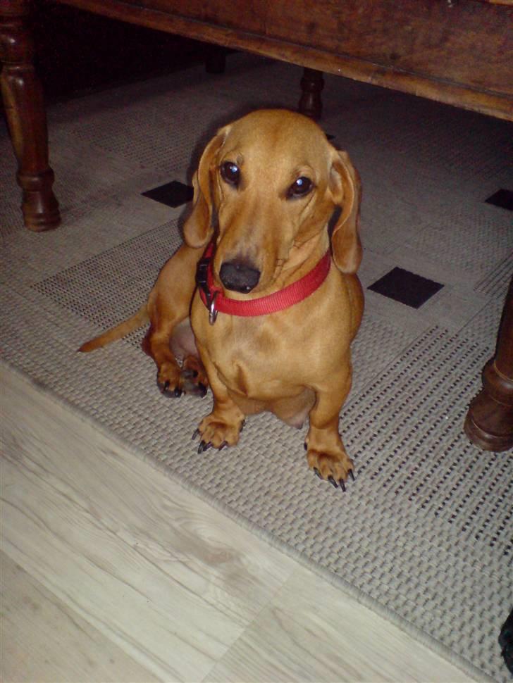 Gravhund Anni  billede 5