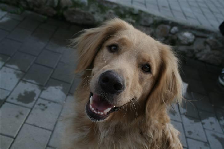 Golden retriever Lille frk. Møller - hej hej er mor igen billede 1