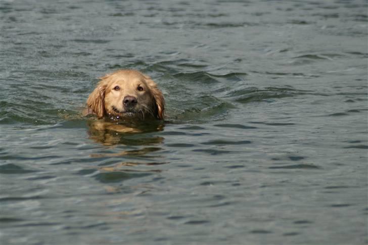 Golden retriever Lille frk. Møller - dejligt med en svømmetur billede 2